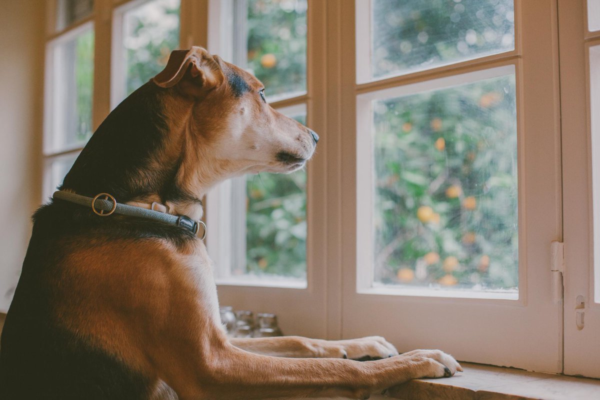Pet-friendly home security