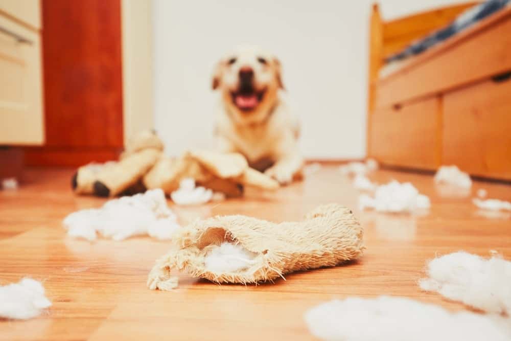 Pet-friendly security camera