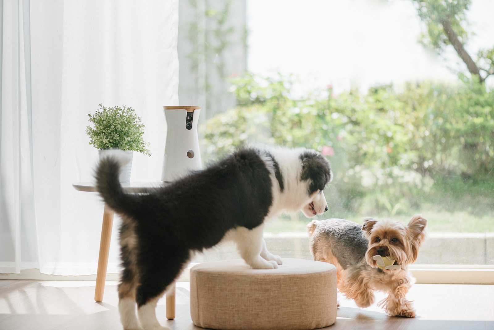 Security camera monitoring a pet